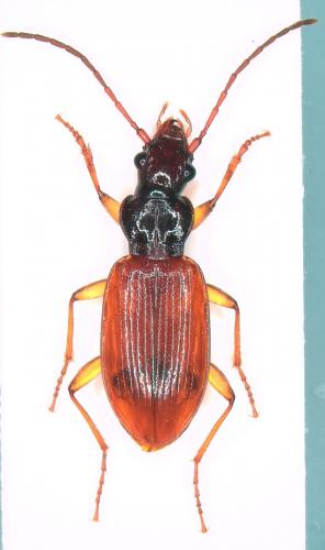 Réf. 265 019 : Penetretus rufipennis